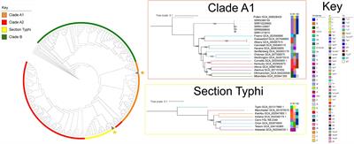 Salmonella enterica serovar Cerro displays a phylogenetic structure and genomic features consistent with virulence attenuation and adaptation to cattle